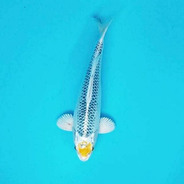 Tc Kujaku # 30cm