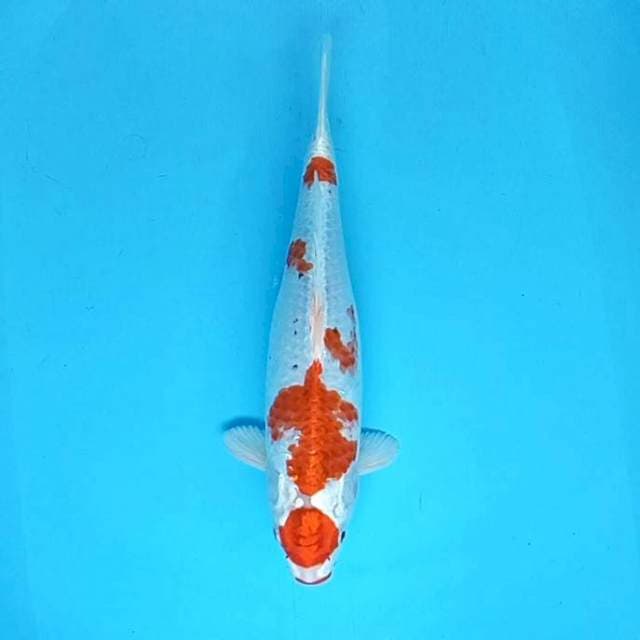 Maruten # 34cm