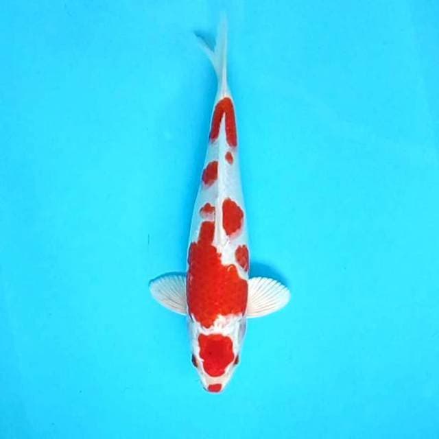 Kohaku Hikarimono # 33cm