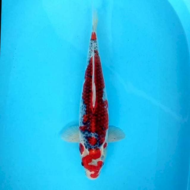 Jumbo Goshiki # 44cm