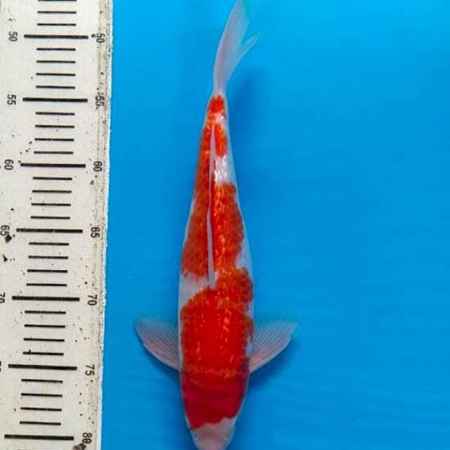 Kohaku gindrin