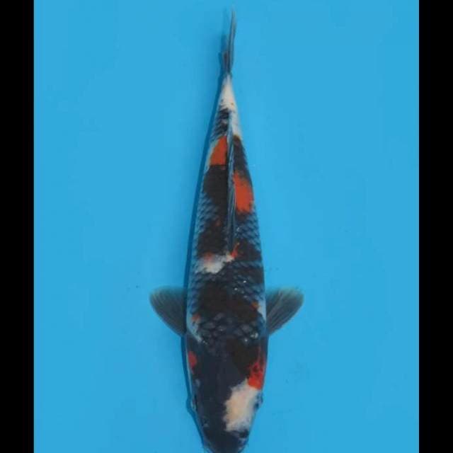 Kage Showa Unique - 27cm Male