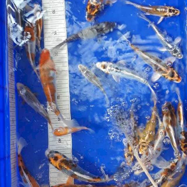 mix koi 15-20cm