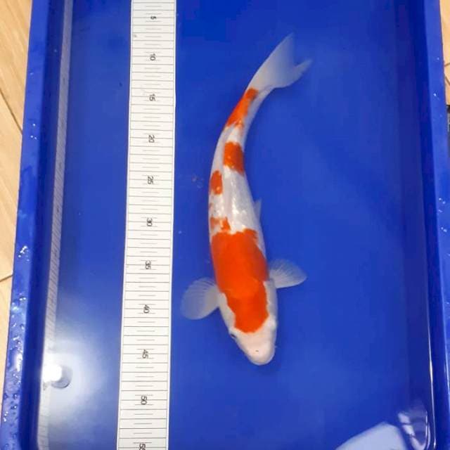 kohaku ginrin 37cm