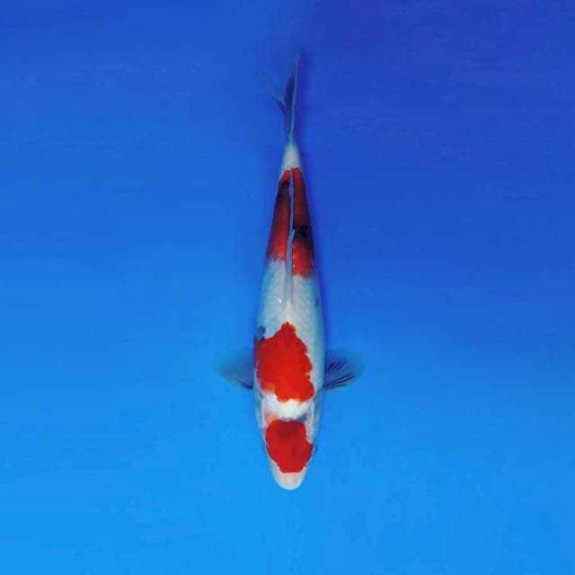 SANTANA 14 ~ SHOWA EVOLUTION ™