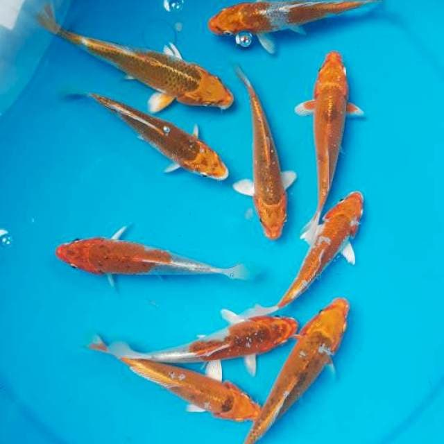 Paket Kujaku 2 ● 10 ekor ● 13 cm - 15 cm
