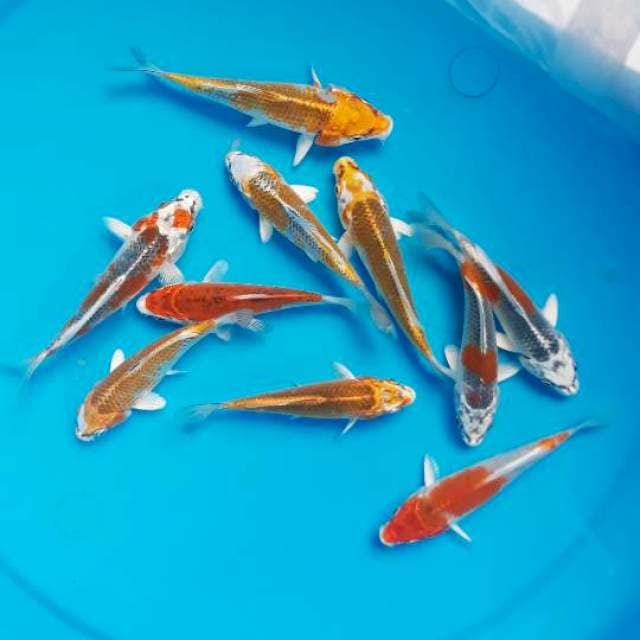 Paket Kujaku 3 ● 10 ekor ● 12 cm -14 cm