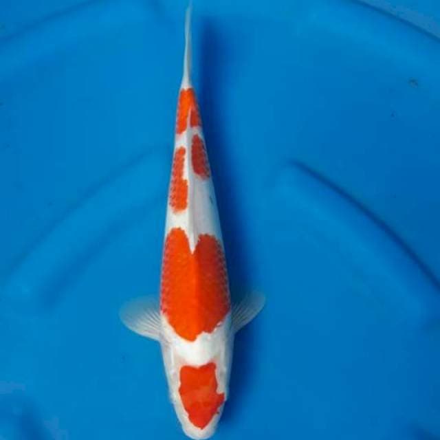 G2. Maruten kohaku 30cm original