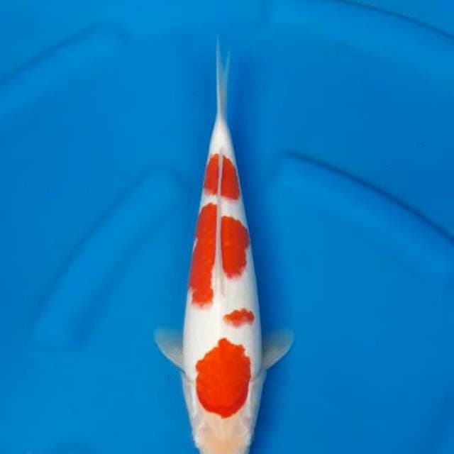 G5. Kohaku strong ori 31cm