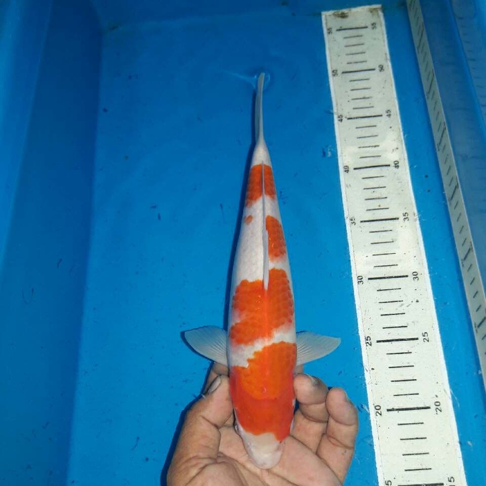 Kohaku f1