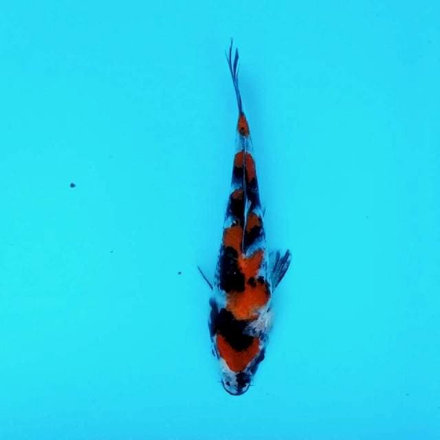 Maru Chimera 7