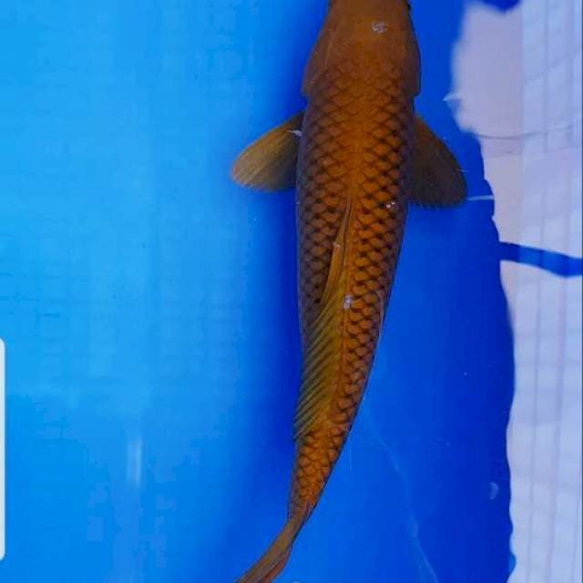 Chagoi tembaga