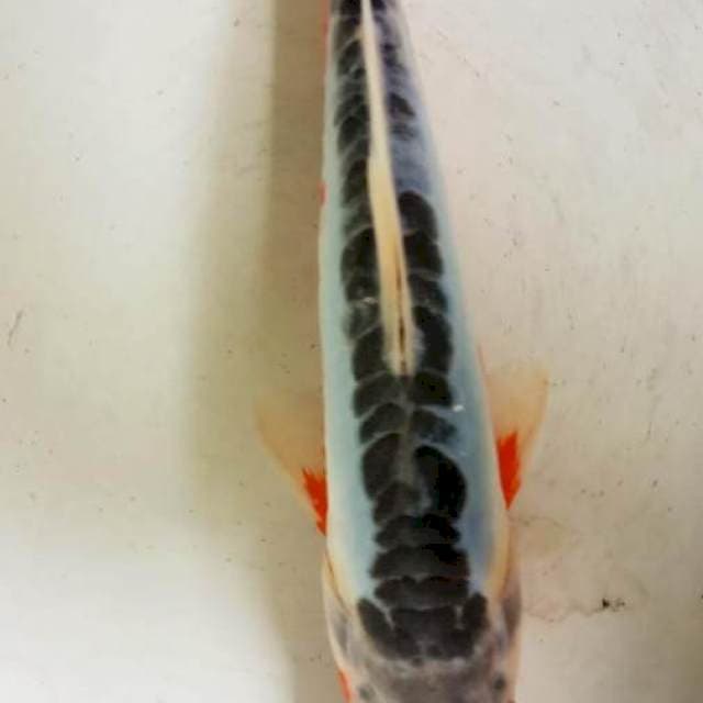 Shusui 17cm