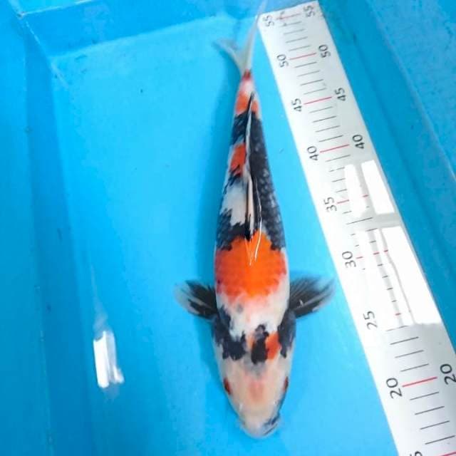 showa 35cm