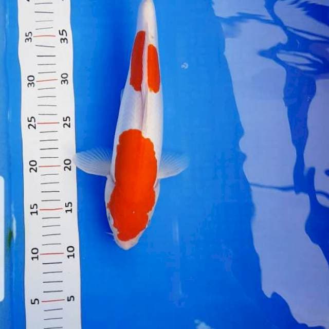 Kohaku doitsu red strong,bulky
