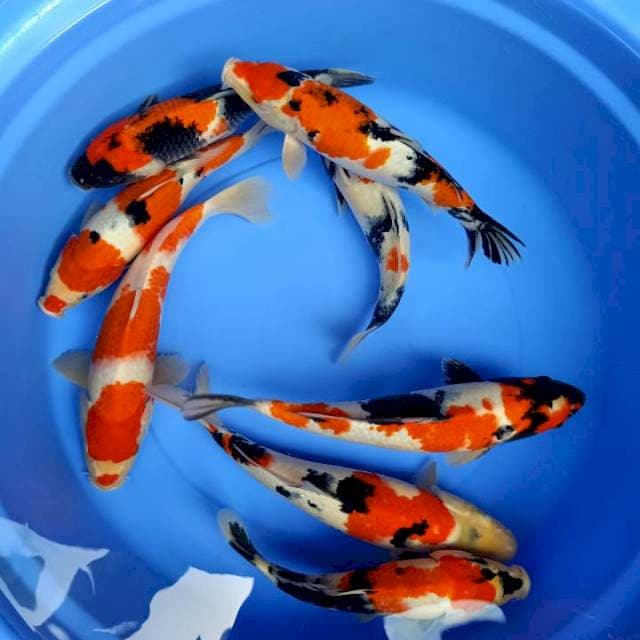 Paket Showa, Kohaku, Sanke