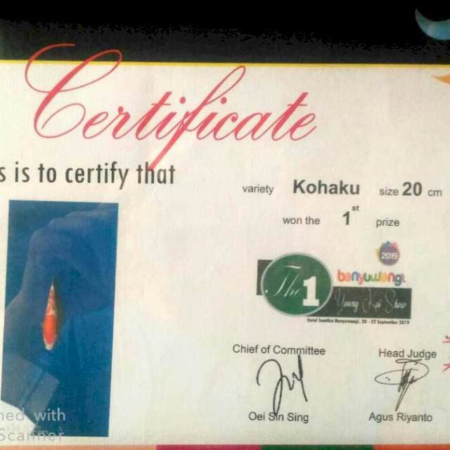 Kohaku sq juara 1 pkus bonus sanke 2 ekor