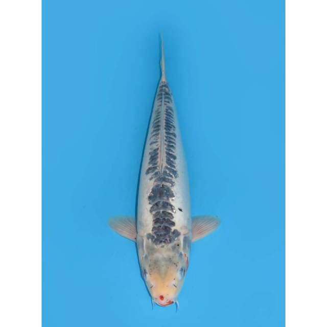 Jumbo Shusui Unique - 42cm