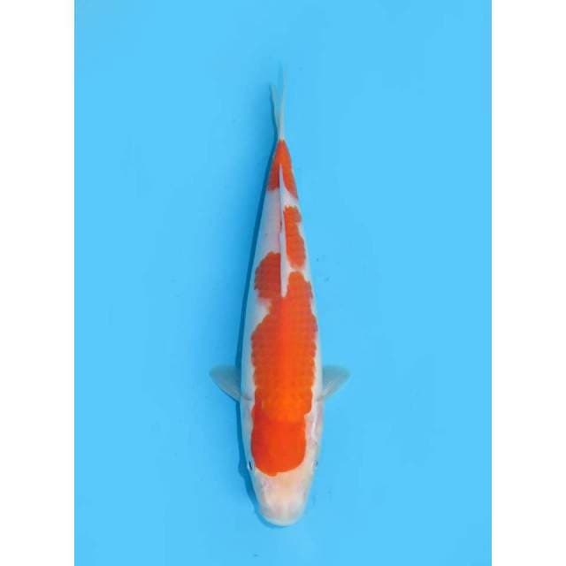 Kohaku Super Halus - 25cm
