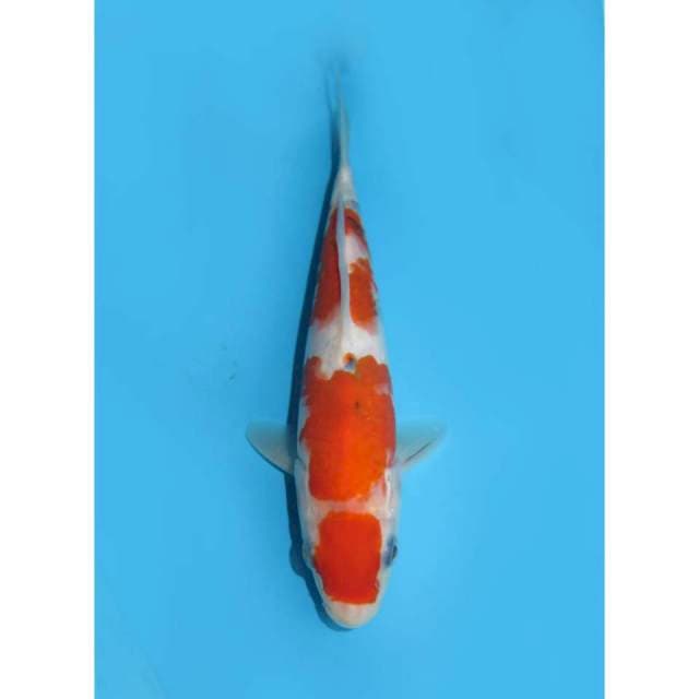 Baby Maruten Sanke - 25cm