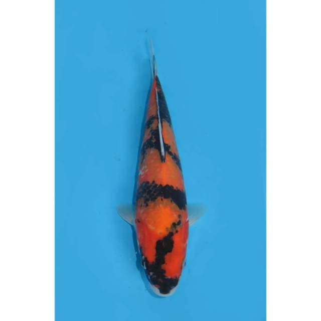 Hi Showa Petir - 31cm