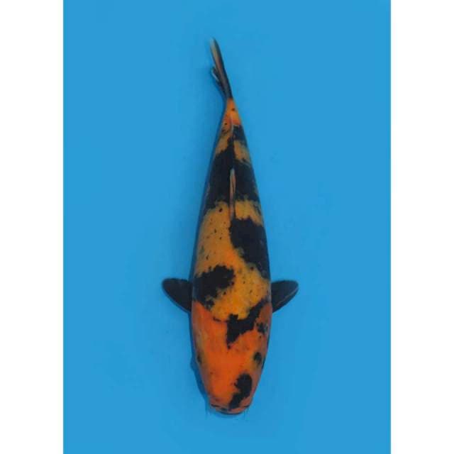 JT Hi Utsuri - 25cm