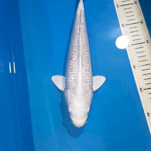PLATINUM F1 32 CM