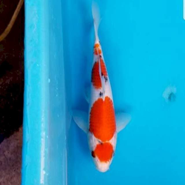 MARUTEN SANKE 25 CM