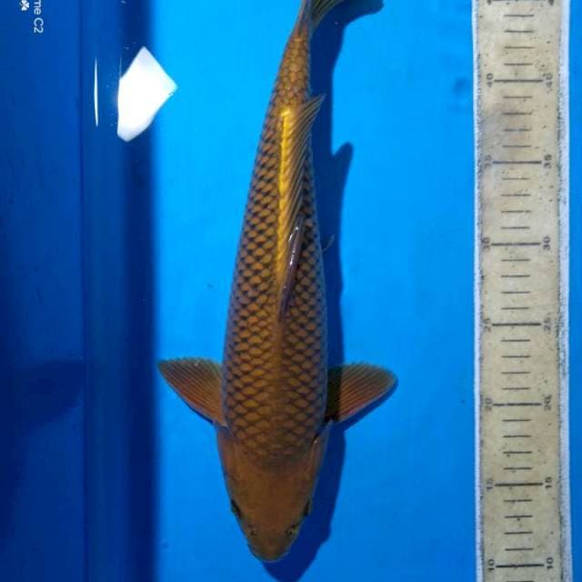 Chagoi tembaga