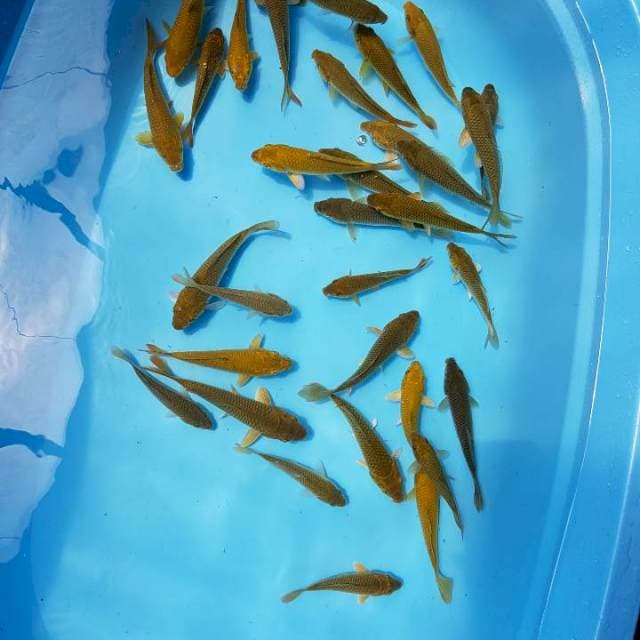 Cagoi 13_17cm. 30ekor
