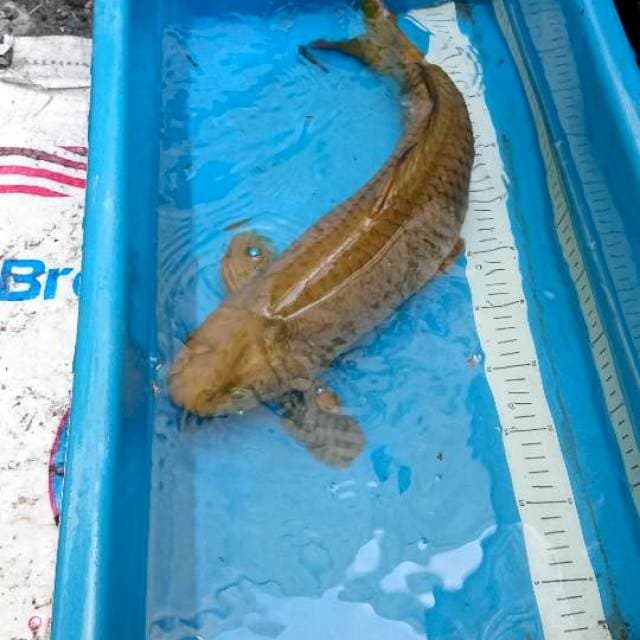 Chagoi 51cm