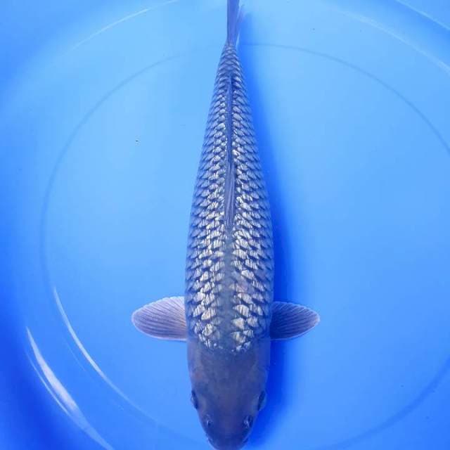 Soragoi Ginrin Male 43