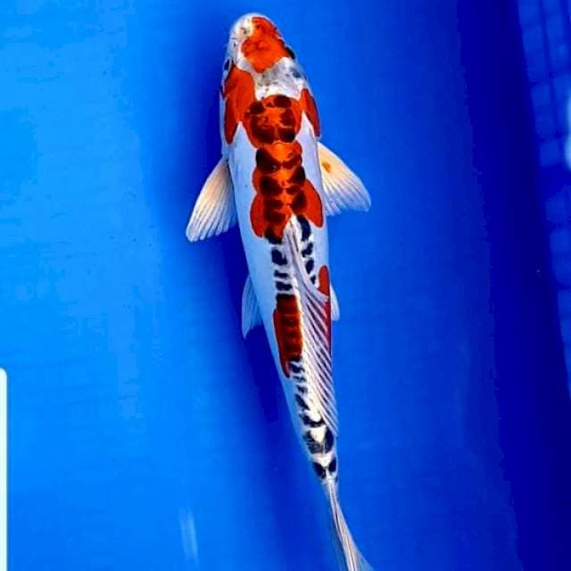 Kujaku doitsu 29cm