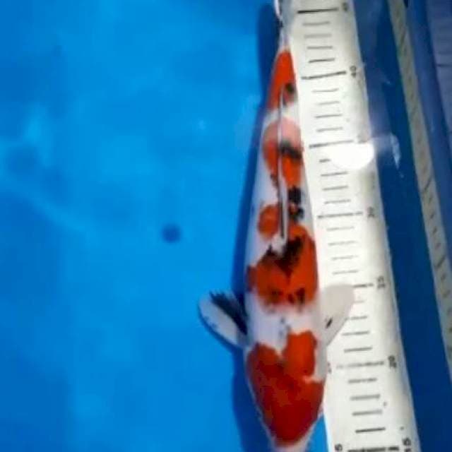 kohaku sanke 32cm
