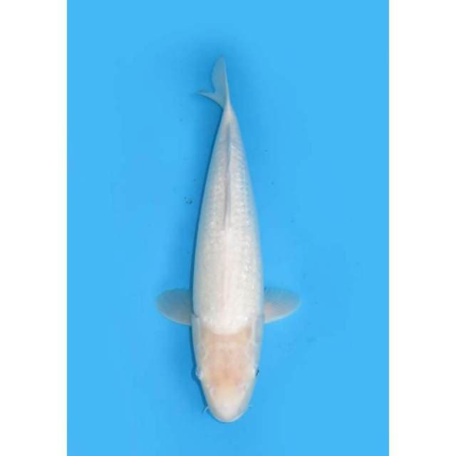 Jumbo Shiromuji Ginrin - 45cm