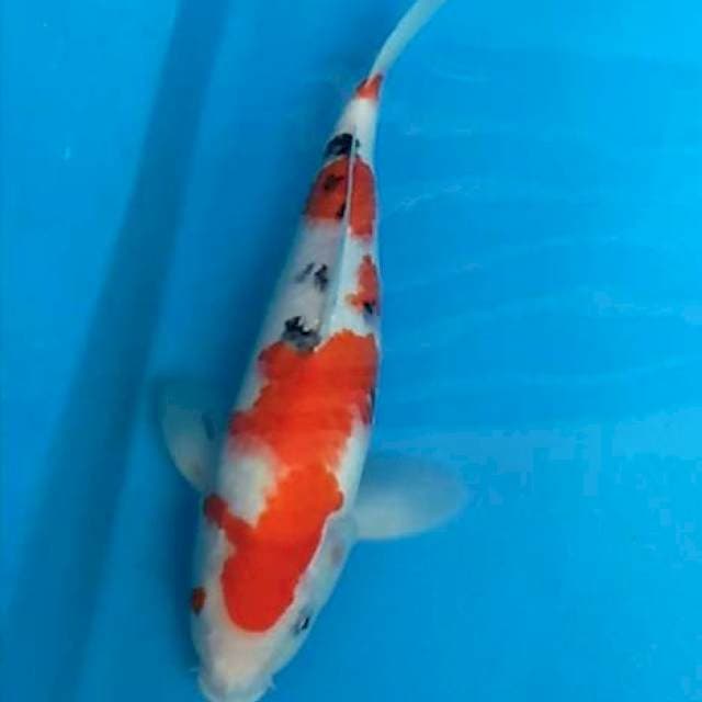 Sanke 33 cm