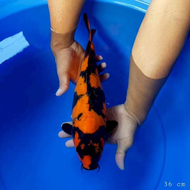 Hi utsuri doitsu 36 cm