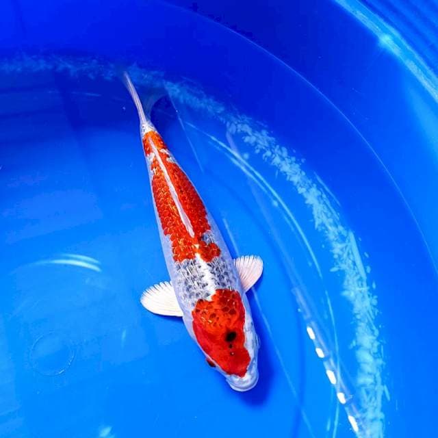 Kujaku Ginrin 30 cm