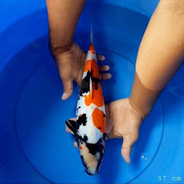 Doitsu showa 37 cm