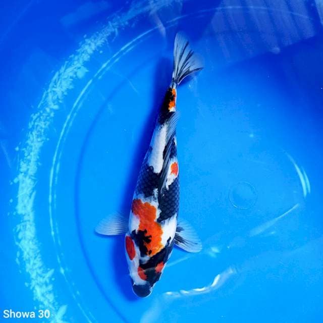 Showa 30 cm