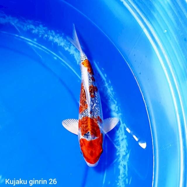Kujaku ginrin 26 cm