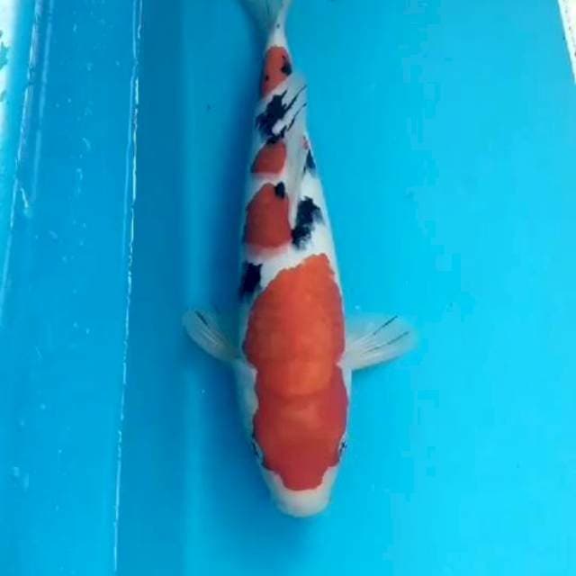 Sanke 32 cm