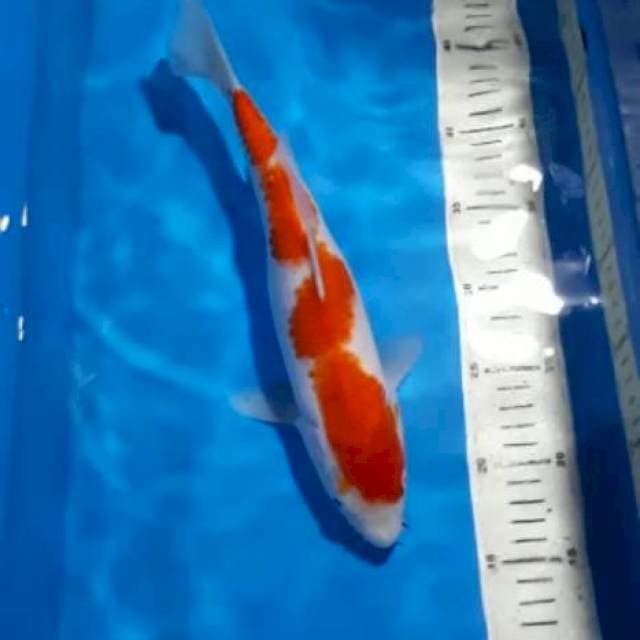 KOHAKU CALON JUMBO 32 CM
