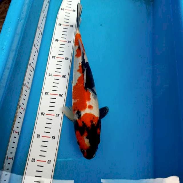 Showa 36cm