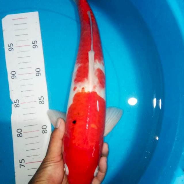 Kohaku strong 40cm