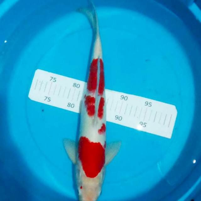 Kohaku step 3 hott 40up