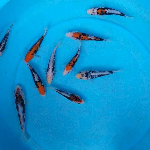 Mix paket kumonriyu 10 sq