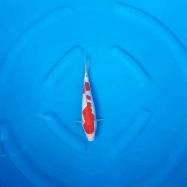 Kohaku ori 25up