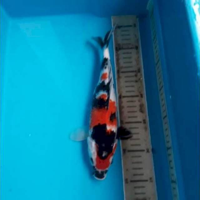 Showa 29cm