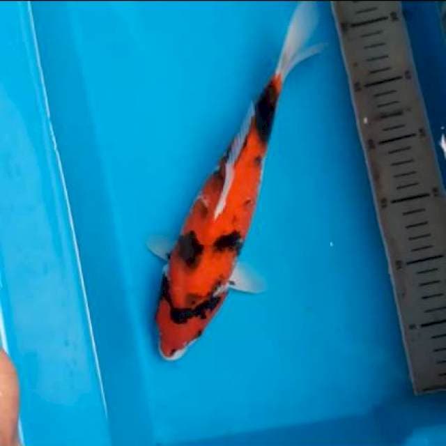 Showa28cm